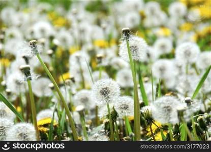 A field of blooming and seeding dandelions