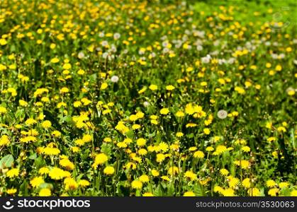 a field of blooming and seeding dandelions in early May