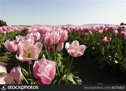 A field of blooming pink tulips (low angle shot)