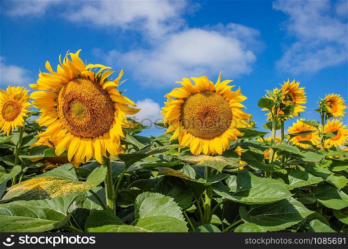 A field of blooming sunflowers against a blue sky on a sunny day. Agricultural plants on farm fields in the summer season.. A field of blooming sunflowers against a blue sky on a sunny day.