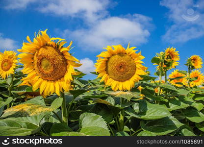 A field of blooming sunflowers against a blue sky on a sunny day. Agricultural plants on farm fields in the summer season.. A field of blooming sunflowers against a blue sky on a sunny day.