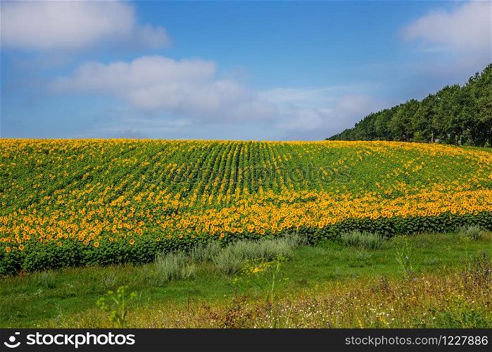 A field of blooming sunflowers against a blue sky on a sunny day. Agricultural plants on farm fields in the summer season.. A field of blooming sunflowers against a blue sky on a sunny day.