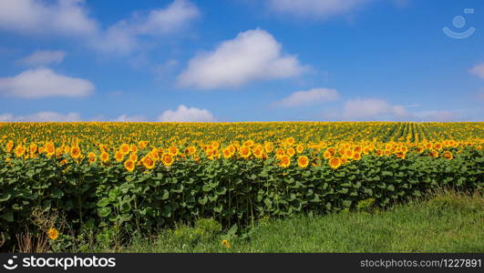 A field of blooming sunflowers against a blue sky on a sunny day. Agricultural plants on farm fields in the summer season.. A field of blooming sunflowers against a blue sky on a sunny day.