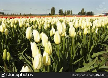 A field of bright and beautiful yellow tulips