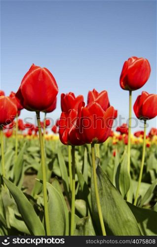 A field of bright red tulips on a clear day