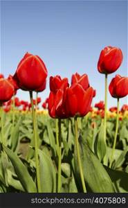A field of bright red tulips on a clear day