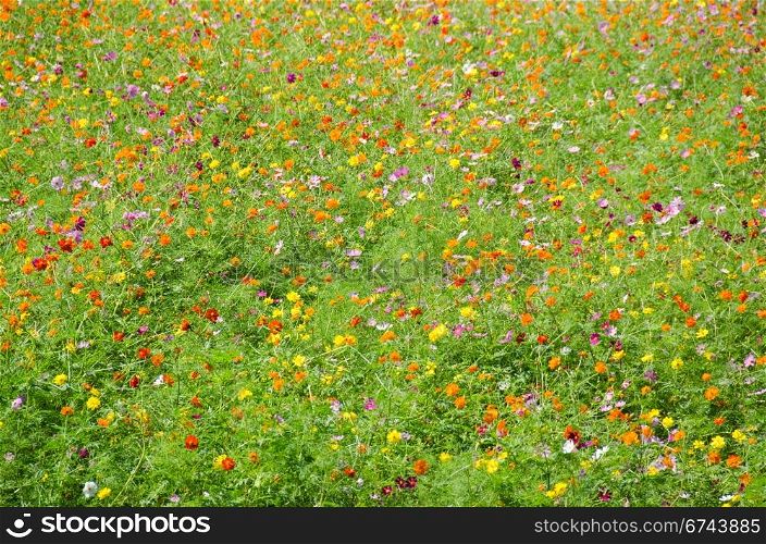 A field of cosmos flowers. A field of cosmos flowers, Cosmos bipinnatus, in Japan