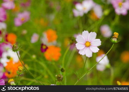 A field of cosmos flowers. A field of cosmos flowers, Cosmos bipinnatus, in Japan