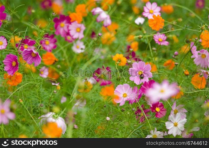 A field of cosmos flowers. A field of cosmos flowers, Cosmos bipinnatus, in Japan