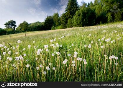 A field of dandelions in nature
