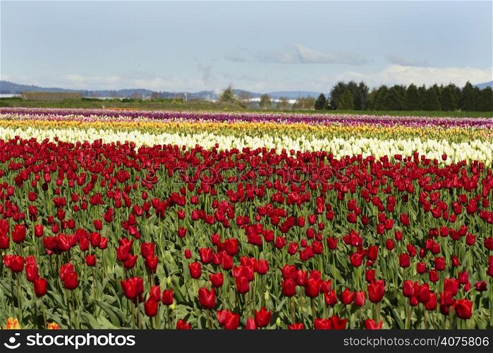 A field of different color of tulips