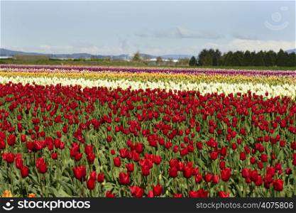 A field of different color of tulips