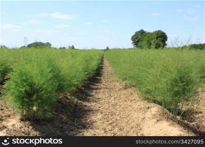 a field of growing organic asparagus