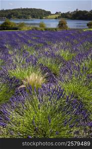 A field of Lavender growing near Malton in North Yorkshire in the United Kingdom.