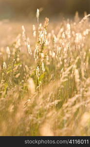 A field of long grass backlit by golden evening sunshine