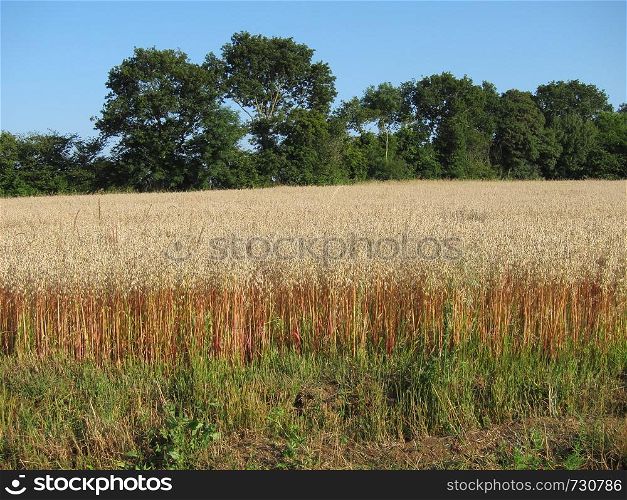 A field of oat