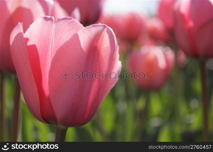 A field of pink tulips with shallow depth of field contrasting with the green leaves and grass in spring time