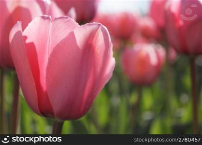A field of pink tulips with shallow depth of field contrasting with the green leaves and grass in spring time
