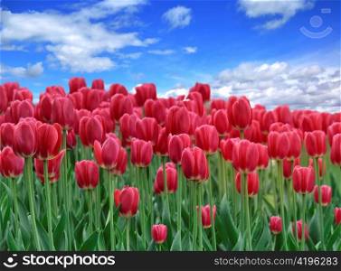 A Field Of Red Tulips Against A Blue Sky