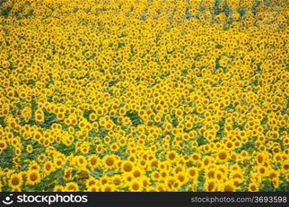 A field of Sunflowers