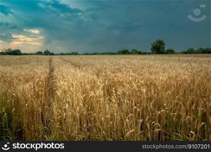 A field of triticale and dark rain clouds in the sky, summer view in eastern Poland