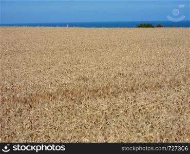 A field of wheat. A field of wheat