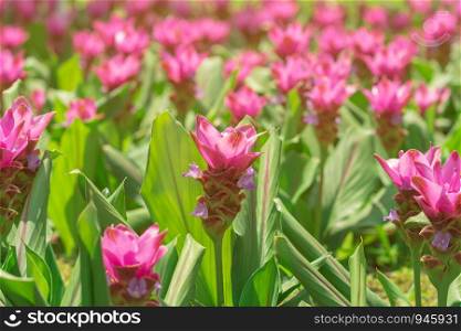 A field of wild pink Siam tulip (Curcuma alismatifolia) flowers blooming in the garden with morning sunlight.
