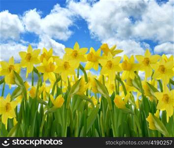 A Field Of Yellow Daffodil Flowers Against A Blue Sky