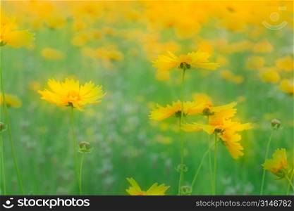 A Field Of Yellow Daisies