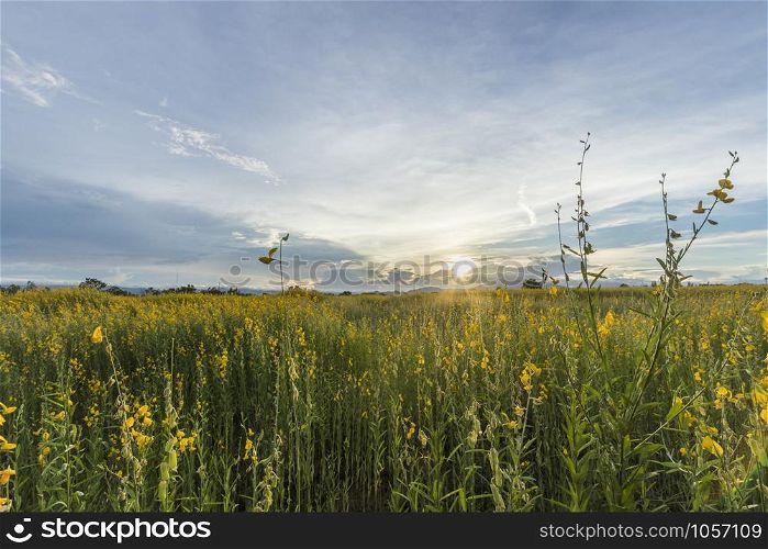 a field of yellow flowers. evening scene
