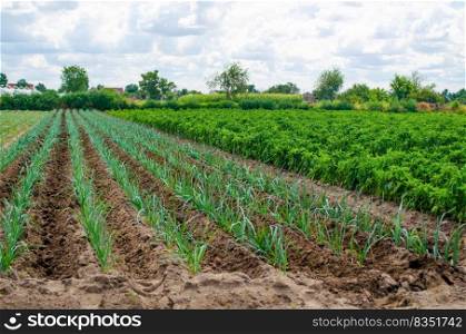A field of young green leek plantations. Growing vegetables on the farm, harvesting for sale. Cultivation and care for plantation. Improving efficiency of crop. Agribusiness and farming. Countryside.