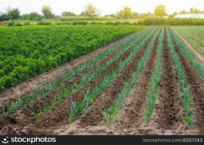 A field of young green leek plantations. Growing vegetables on the farm, harvesting for sale. Agribusiness and farming. Countryside. Cultivation and care for plantation. Improving efficiency of crop.