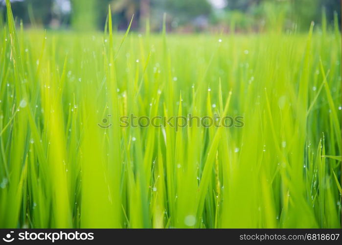 A field where rice is grown in Thailand.