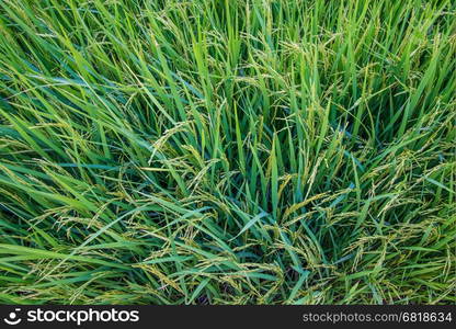 A field where rice is grown in Thailand.