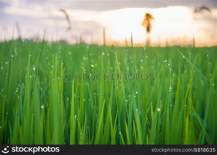 A field where rice is grown in Thailand.