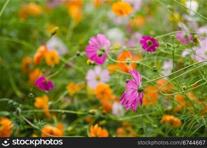 A field with fading cosmos flowers. A field of pink and orange fading cosmos flower, Cosmos bipinnatus