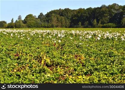 a field with potatoes in Zelhem, The Netherlands, are the lilies of last year also occurred yet.