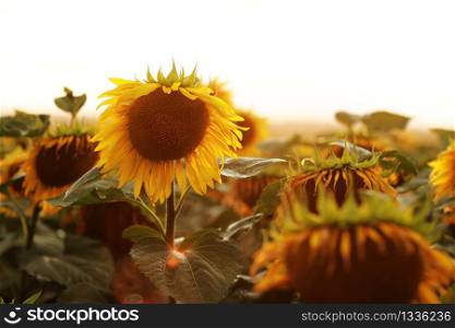 a field with sunflowers at sunset. natural sunflowers background or wallpaper. selective focus. copy space.. a field with sunflowers at sunset. natural sunflowers background or wallpaper. selective focus. copy space