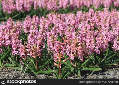 A fiield with pin hyacints in the Netherlands