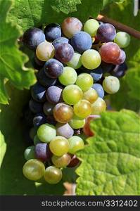 A fine bunch of grapes ripening on the vine in a Cretan, Greek, vinyard