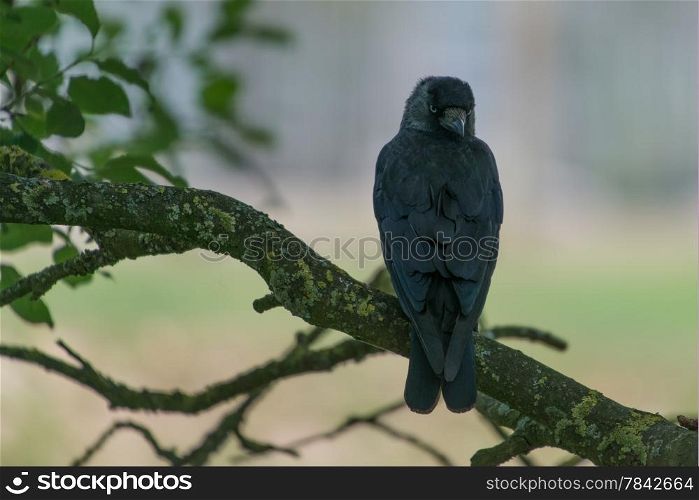 A fine Jackdaw perched alone on tree branch