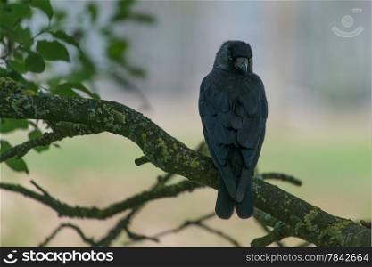 A fine Jackdaw perched alone on tree branch