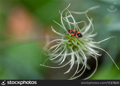A firebug Pyrrhocoris apterus sits on a exotic flower head. A firebug Pyrrhocoris apterus sits on a flower