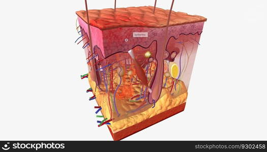 A first degree burn is the most common, and one of the most common household injuries. 3D rendering. A first degree burn is the most common, and one of the most common household injuries.