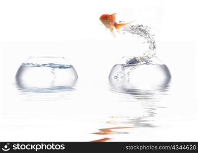 A fish leaping out of the water