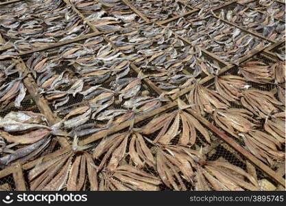 a fish production make dry fish products in the city of Myeik in the south in Myanmar in Southeastasia.. ASIA MYANMAR BURMA MYEIK DRY FISH PRODUCTION