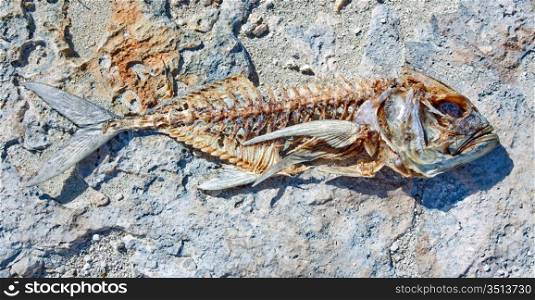 A fish skeleton carcass laying on a beach stone