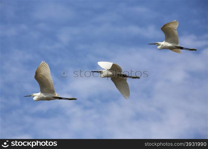 A flight of Catle Egrets (Bubulcus ibis) Photographed at Inle Lake in Myanmar (Burma).
