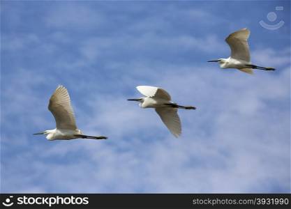 A flight of Catle Egrets (Bubulcus ibis) Photographed at Inle Lake in Myanmar (Burma).