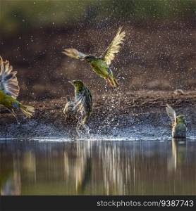 A flight of Village weaver out of water in Kruger National park, South Africa   Specie Ploceus cucullatus family of Ploceidae. Village weaver in Kruger National park, South Africa